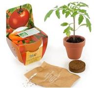 Radis et Capucine - Mini kit de culture - Tomate Cerise bio - 6cm
