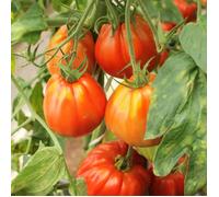 Graines de Tomate Corazon HF1 - Vilmorin