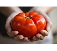Graines de tomate "Géante rouge juteuse" / 50 graines / Tomate géante / Graines potagères / Autoculture
