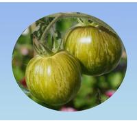 graines de tomate green zebra- 0,300 grammes soit environ 120 graines - Planète graines - Solanum lycopersicum