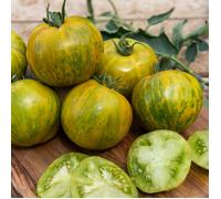 Vilmorin - Tomate green zebra bio - fruit de mi-saison - robe verte zebrée de jaune - chair émeraude - goût doux et acidulé - rendement jusqu'à 2 à 4 kg par pied