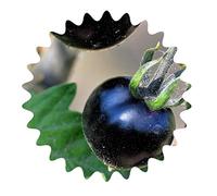 Graines de Tomate * rarität * tomate noire/env. 50/légumes Graines