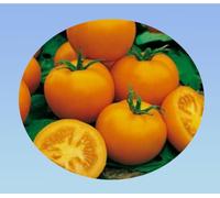 graines de tomate reine doré 0,300 grammes soit environ 120 graines - jaune - Planète graines - Solanum lycopersicum