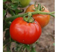 Graines de tomate saint pierre st pierre (1 gramme)
