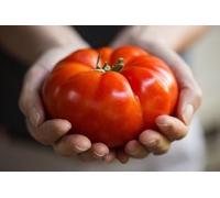 graines de tomates "Red Juicy Giant" / 50 graines/tomate géante/graines de légumes/autosuffisance