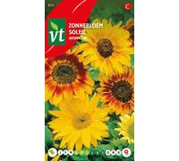 Graines de tournesol d'automne - Environ 1 gr | VT_810