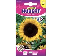 Graines de tournesol géant - Sachet de 2 g - Environ 20 graines - Floraison juillet à octobre - Hauteur 3 m