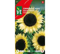 Graines de tournesol Moonwalker - Environ 1 gr | VT_897