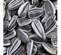 Graines de tournesol rayés 20 kg Nourriture pour oiseau Nourriture grasse Doublure d'hiver pour oiseaux errants