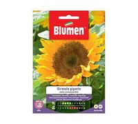 Graines de tournesol semi-communicables bleu