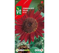 Graines de tournesol Soleil rouge - Environ 1 gr | VT_899