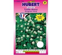 Graines de Trèfle Blanc - 200 m² - Boîte de 200 g - Hauteur 20 cm - Enrichit le sol - Source de nectar - Mellifère