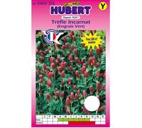Graines de Trèfle Incarnat - 300 m² - Boîte de 300 g - Hauteur 20-30 cm - Enrichit le sol - Source de nectar