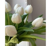 Graines de tulipes blanches 70 pièces