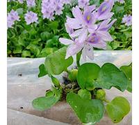 Graines d'Eichhornia Crassipes, 100pcs / sac Graines d'Eichhornia Crassipes Grande demande en eau Facile à cultiver Graines d'Eichhornia Crassipes à floraison saine pour piscine Des graines