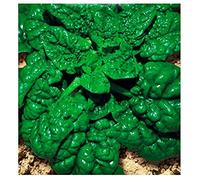 Graines d'épinards hérisson géant d'amérique - légumes - spinacea oleracea - 400 graines environ - les meilleures graines de plantes - fleurs - fruits rares - épinards géants - idée cadeau originale