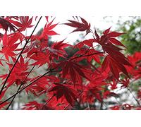 Graines d'érable japonais (Acer palmatum) (10)
