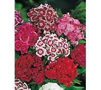 Graines d'Oeillet de poete double varie 1g