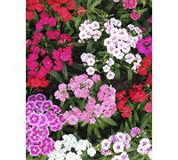 Graines d'oeillet de poète simple varié (1 gramme)