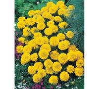 Graines d'Oeillet d'Inde Nain Yellow - Fleurs Doubles - Hauteur 25 cm