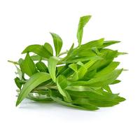 Graines en sachet hermétique, Qualité supérieure, Germination 95%, Instructions incluses, Made in Italy (ESTRAGON)