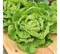 Graines en sachet hermétique, Qualité supérieure, Germination 95%, Instructions incluses, Made in Italy (LAITUE MERVEILLE D'HIVER)