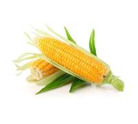 Graines en sachet hermétique, Qualité supérieure, Germination 95%, Instructions incluses, Made in Italy (MAÏS SUCRÉ GOLDEN BANTAM)