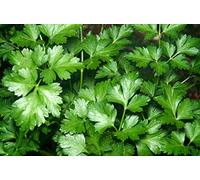 Graines en sachet hermétique, Qualité supérieure, Germination 95%, Instructions incluses, Made in Italy (PERSIL)