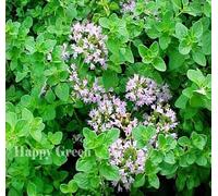 Graines fraîches d'origan Marjolaine sauvage italienne - 4000 graines - Origanum Vulgare