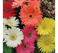 Graines gerbera, 100pcs / Sac gerbera Graines colorés Remarquable Graceful Gerbera Graines de fleurs pour le jardin 16