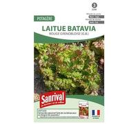 Graines laitue batavia rouge grenobloise