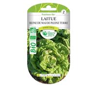 Graines laitue Reine de Mai de Pleine Terre BIO Les Doigts Verts