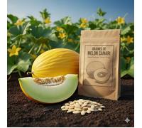 Graines Melon Canari
