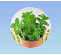 graines MENTHE VERTE SPICATA 0,04 gramme soit environ 500 graines - MENTHE SPICATA - AROMATIQUE