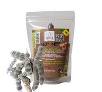 Graines Nep Nep 50g - Infusion Naturelle d’Acacia Nilotica - Plante Purifiante & Tonifiante - Usage Traditionnel Intime Féminin - Bain de Siège & Bain de Vapeur - Soin Ancestral d’Afrique