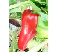 GRAINES PIMENT D'ESPELETTE+ PIMENTA DEL PIQUILLO