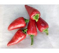 GRAINES -PIMENTA MALAGUETA-PIMENTO PIQUILLO-PIMENT D'ESPELETTE-PIMENTA DE BRESSE …