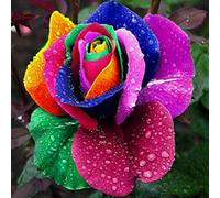 Graines Rares de Roses Arc-en-Ciel Multicolores - Rare Rose Seeds for Planting Outdoor pour Jardin et Plantes en Pot (500 pièces)