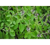 Graines Saint-Basile - Rama Tulsi - Ocimum tenuiflorum - Graines! 200+