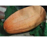 graines semences fruits grand potiron banana 60 à 75 cm comestible fruit/ legumes potager