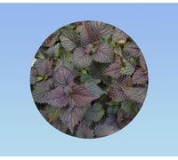 Graines shiso rouge - 100 graines (+/-) soit 0,250 GRAMMES - perilla - persil japonnais - cuisine japonnaise - plante aromatique
