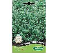 graines Thym d'hiver THYMUS VULGARIS