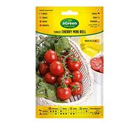 Graines tomate cocktail Cherry sur