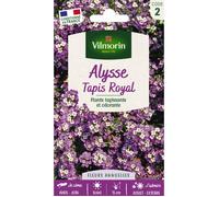 Vilmorin 5125342 Alysse Tapis Royal Violet 9 x 0,5 x 16 cm