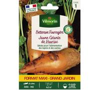 Graines - Vilmorin - Betterave Fourragère Jaune Géante de Vauriac
