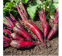 Vilmorin Betterave potagère Cylindra BIO