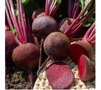 Vilmorin - Betterave Bio détroit 2