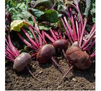 Graines - Vilmorin - Betterave Potagère Noire Plate d'Egypte - BIO