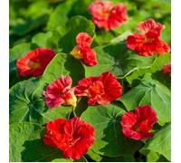 Graines - Vilmorin - Capucine Cherry Rose - Graines d'Exception