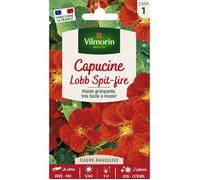 Vilmorin - Sachet de graines Capucine de Lobb Spitfire rouge